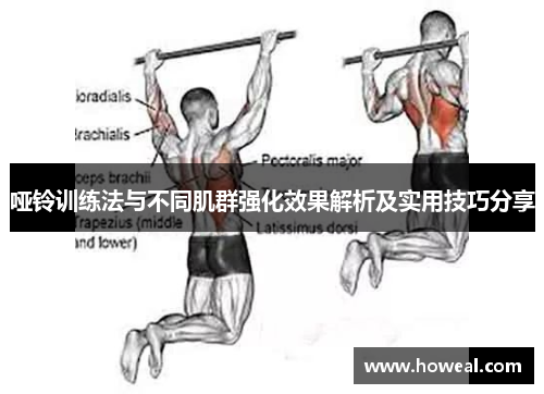 哑铃训练法与不同肌群强化效果解析及实用技巧分享